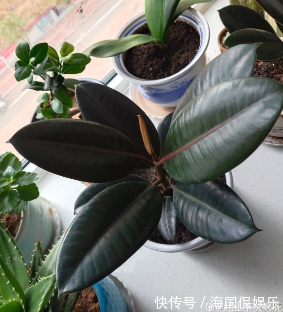 花花|家里光不好,就养10种耐阴绿植,叶子比花还要美