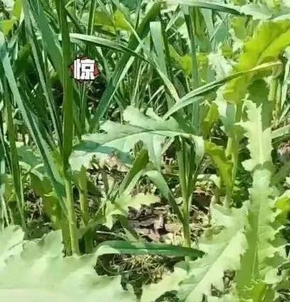 罂粟幼苗竟“撞脸”多种蔬菜！快来看看如何识别~