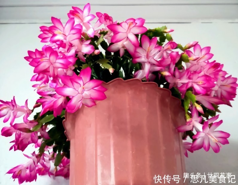 6种花,长高就“变丑”,株型低矮才“漂亮”,要舍得剪!