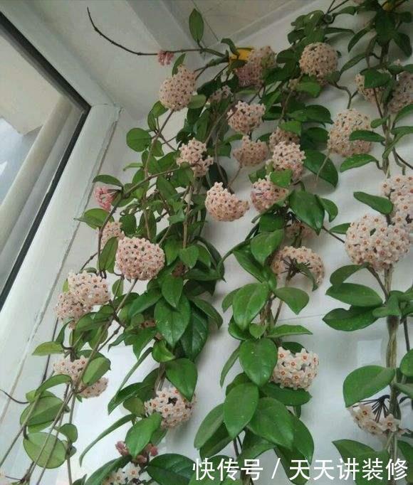 光照|3种“耐阴花”,适合北阳台,不见太阳也能开花,四季轮流开不断