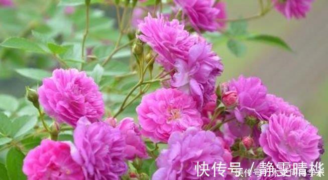 长春花|4种花养家里,1盆顶“5盆”,给点水就疯长,越开越美!