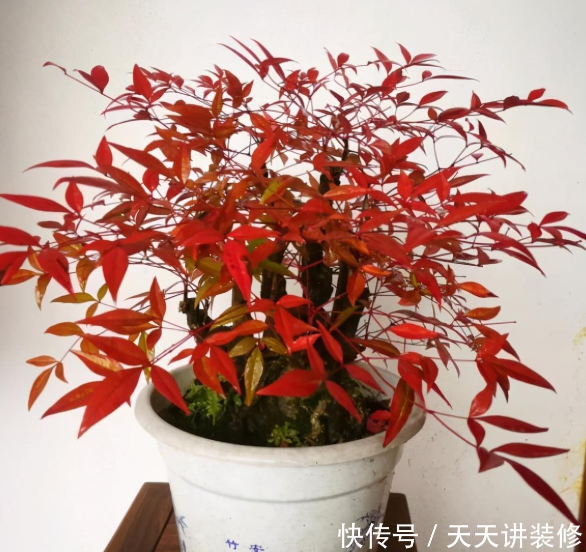 火焰南天竹不难养,掌握“三习性”,叶片红似火,结出玛瑙小红果