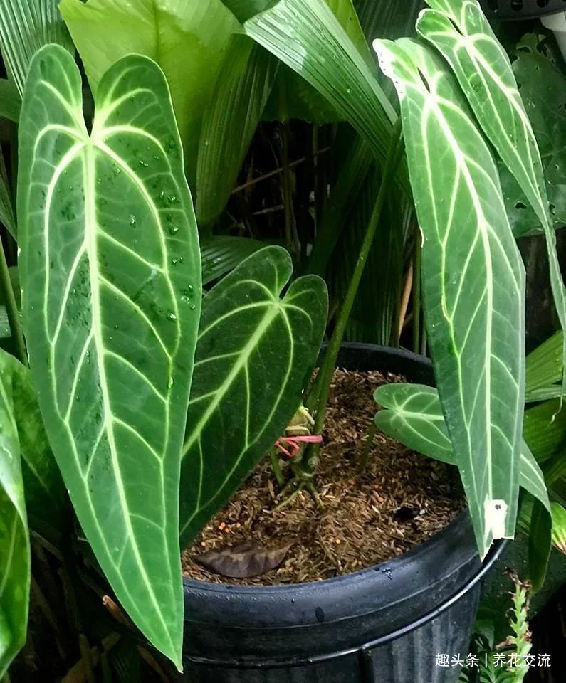 红掌和火鹤花是同一种植物花朵为啥会变绿,如何让它复花