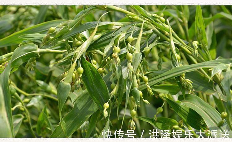 煲粥|女性腰痛,不妨用此物煲粥吃,手不麻了,腰不痛了,更显年轻