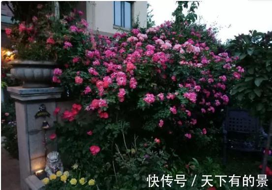 懒人|这是一款适合懒人养护的月季,不打理也能开爆,开花量真的很霸道