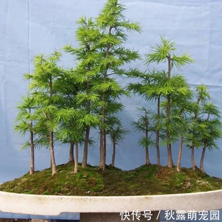 观赏价值|八种命里带“钱”的植物，家里养一盆，招财又旺运，你家养了几种