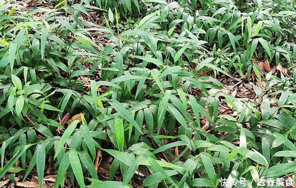 山里一种似竹叶的野草,过去常用来喂鸡,如今15元一斤成稀罕货