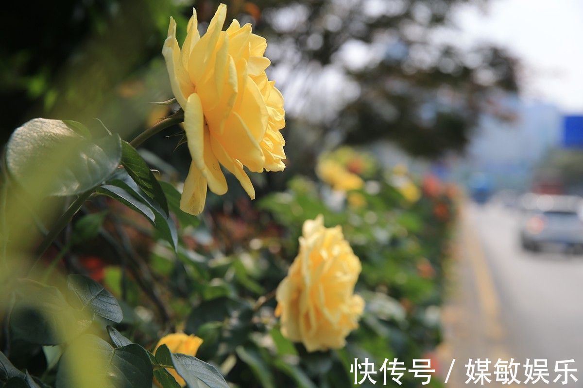 月季花的花苞多而担心开不了花3点养护月季开花大而不掉花苞