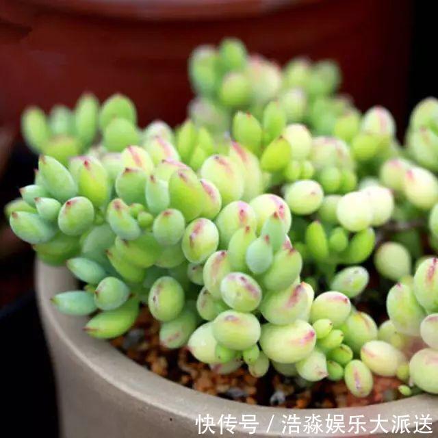 多肉|养多肉，记住4个“小技巧”，叶片饱满状态美，越养长势越好！