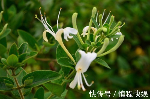 忍冬|它忍住寒冬,迎来至善至美的大境界,一个“忍”字教我磨难人生!