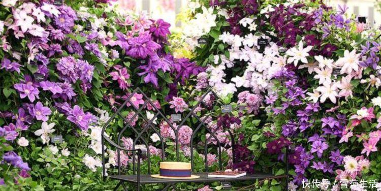 月季|3种花是懒人的最爱,花朵大花期长,比牡丹还美,年年开花美翻