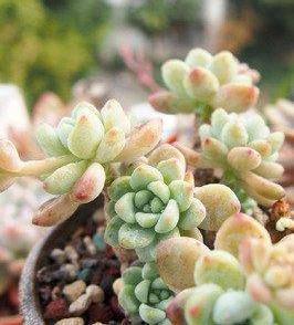 多肉植物|想扦插多肉,注意这三个小细节,催出冒芽,成功率提高一倍