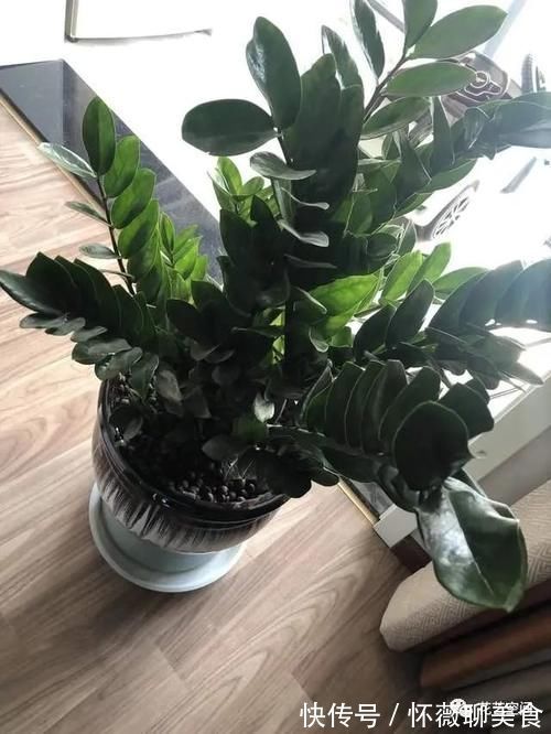 盆栽金钱树,记住“5句话”,叶子个个闪亮,萌芽更快!
