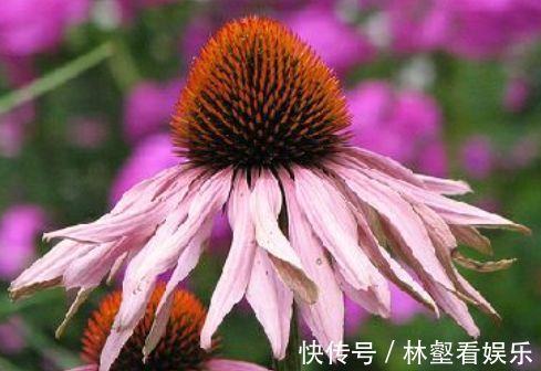 喜欢牡丹 ，不如养“玫瑰精品”土星王阳台，丰腴婀娜，姿容高雅