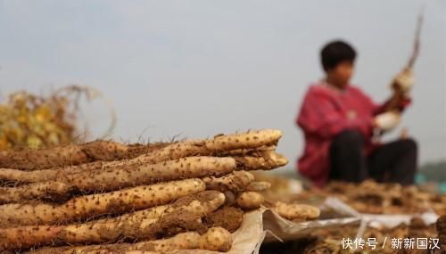  天然的“养胃王”，常吃给肠胃“减减压”，胃炎，胃溃疡不近身