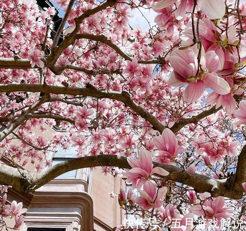 罗汉松|7种树“进宅”,旺财镇宅,延绵百年,家里有地方,一定养一棵