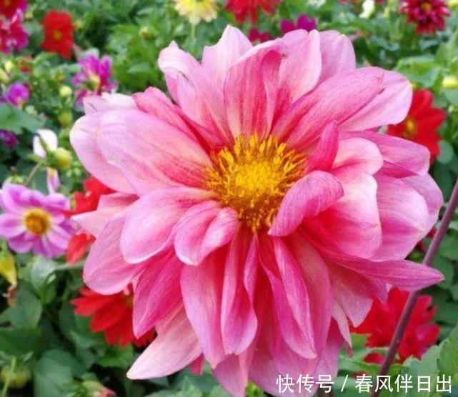 4种花就适合现在养,花朵多、花期长,新手懒人都养得好!