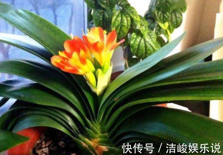 植物|植物黄叶原因有“五点”，只要做得对，立马变油绿