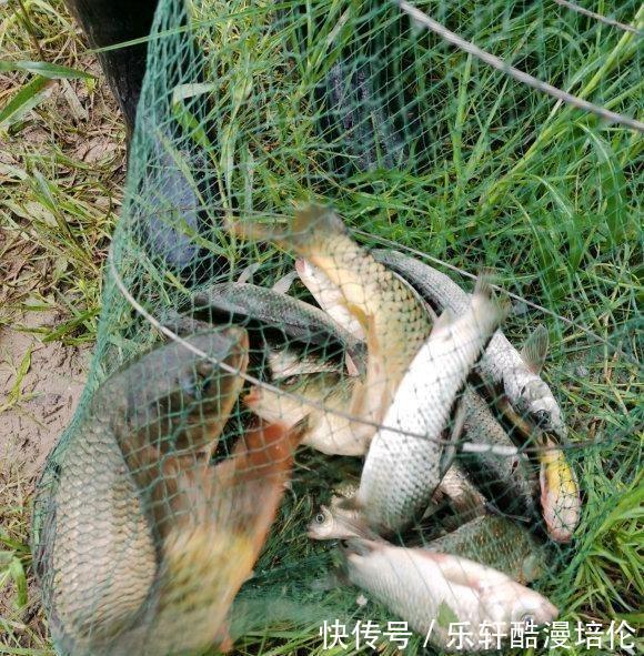 体型|安徽钓鱼人耗费近两千元打窝，钓起“茨河鱼王”，体型堪比成年人