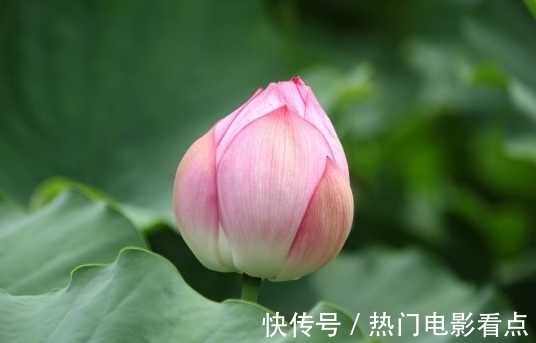 属相兔属兔|7月下旬，鸿运当头，4属相桃花朵朵，喜事不断，日子顺心如意