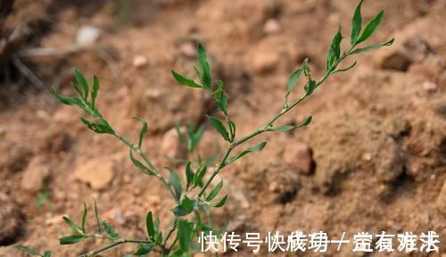 竹子|农村一种似竹子的野草，过去常用来喂猪，但营养高，煲粥味道鲜美