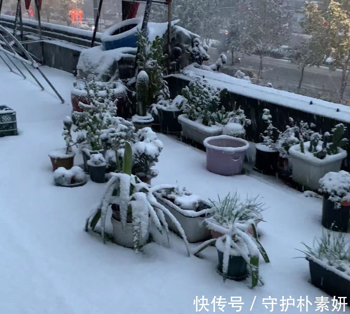 6种花冬天“虐着养”,越虐越漂亮,小盆大太阳,长势更喜人