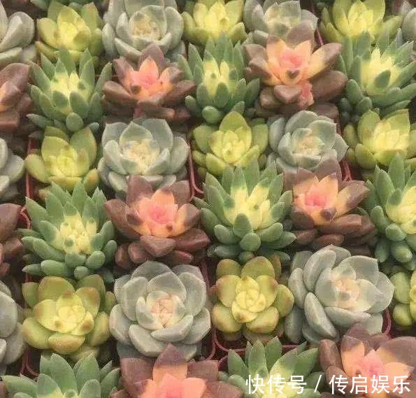 科普“山地玫瑰锦”万中无一,仙气缭绕!附养护知识!