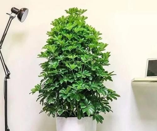 三种“吸毒花”，个个都是吉祥花，家里养一盆，呵护全家健康