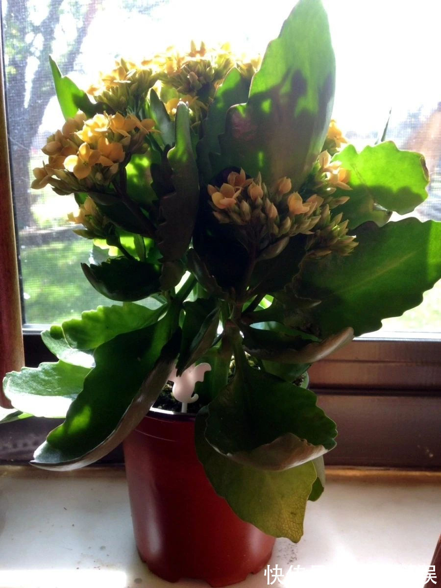 盆栽|室内盆栽长寿花开花指南,光照比肥料还重要,想要复花要学会修剪