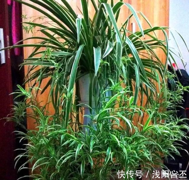 养金边吊兰,盆底放一把干树叶,三月后疯长爆盆,叶多穗多特别旺!