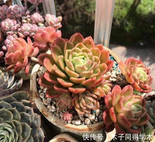 春天养多肉,掌握方法容易出状态,内附养护技巧,适合新手
