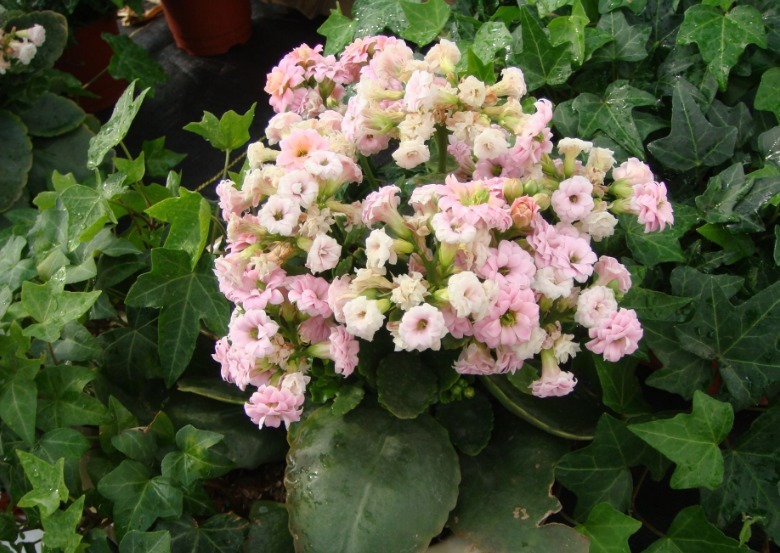 长寿花2次开花，这个“方法”大家掌握了吗养护得当，会开爆盆