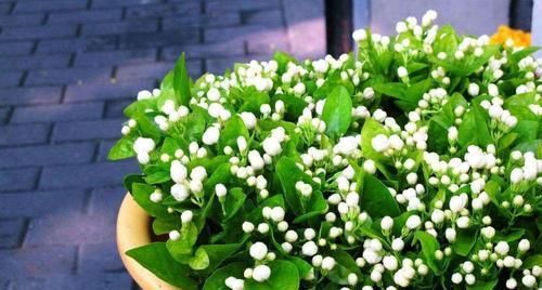 最厉害的养花营养液：给茉莉花喝一勺，叶片翠绿，开出层叠群花