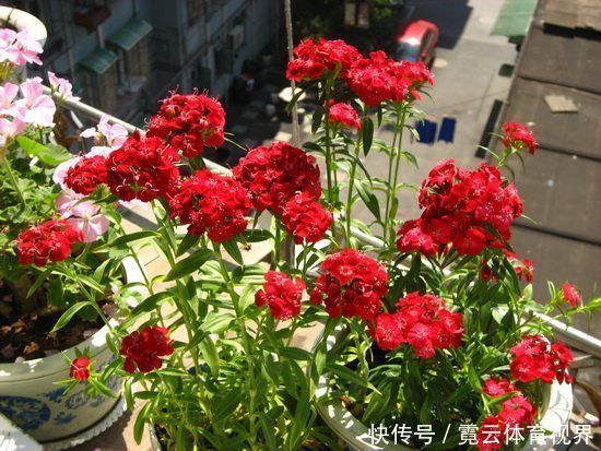 花海|这几款植物养在家里，一年四季开花不断，阳台开成花海！