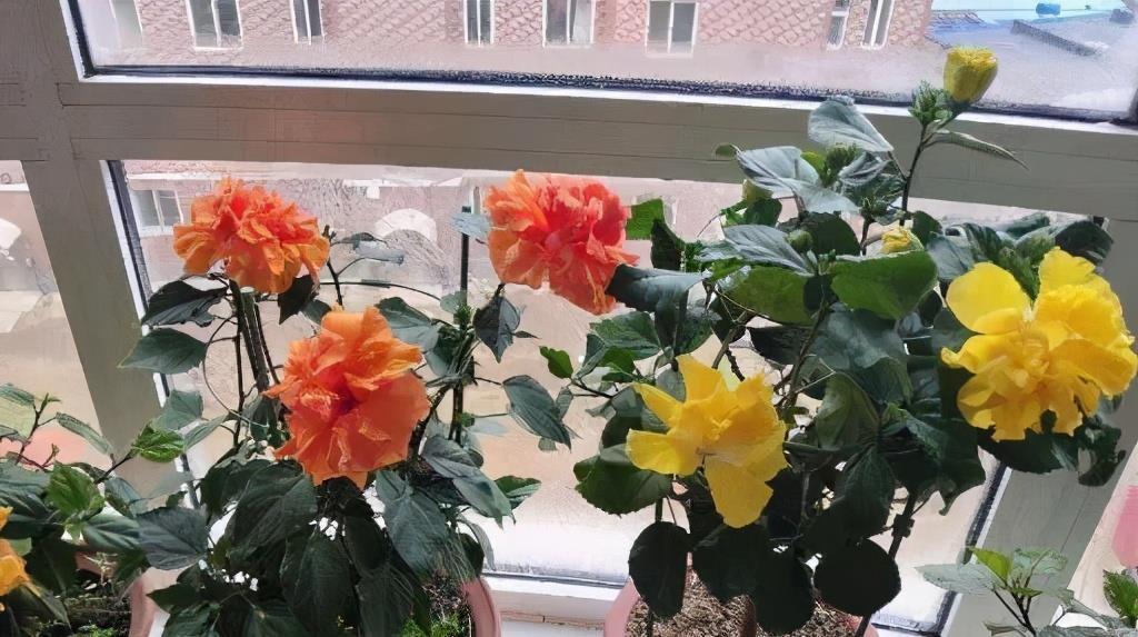 大水|3种漂亮花,都需要“大水,大肥,大太阳”,开花才会爆