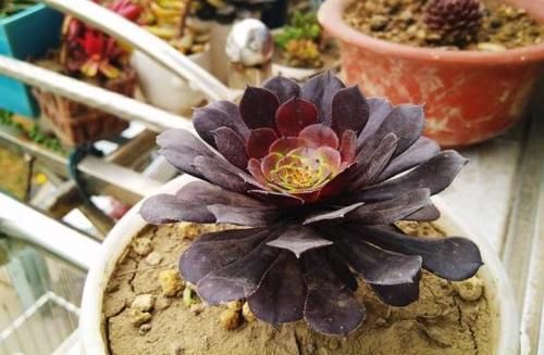  要注意|多肉黑法师养不好？牢记此3点，叶片乌黑光亮，轻松出状态！