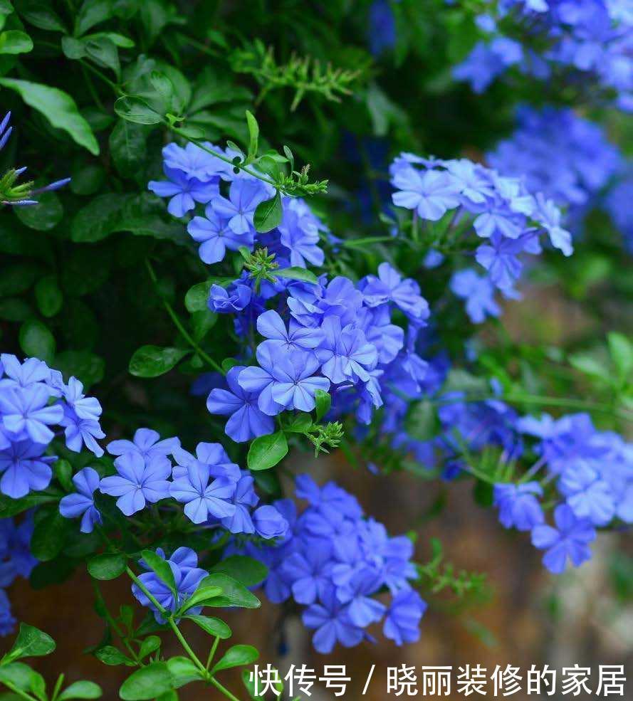 花朵|这3种花的名字相似,只有一字之差,种植方法却大不相同