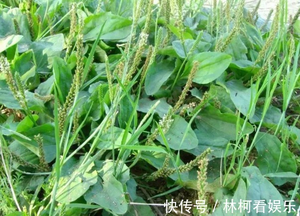 泡水|车前草除了可以祛痰止咳,竟然还有这么多功效,后悔没多挖点!