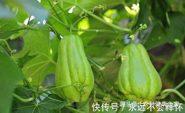 佛手瓜|此菜是个宝,看见再贵也要买,对健康很有好处,吃到就是赚到