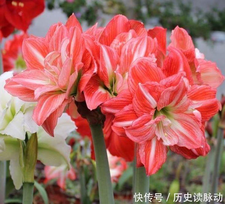 4种花芳香四溢,沾土就活,遇水就疯长,不怕养不活