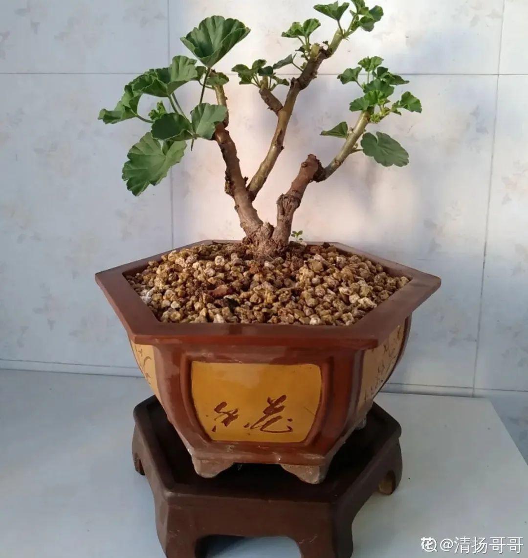 家里养了月季,花后使劲剪,越剪越开花,真省心