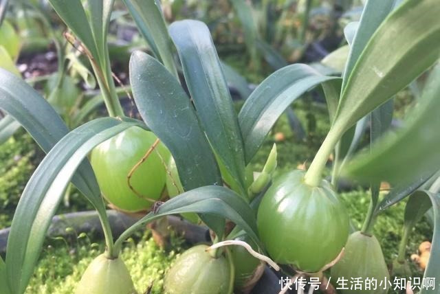 大爷在石壁上发现一块“兰花”,如今很稀少,盆栽会结豆!