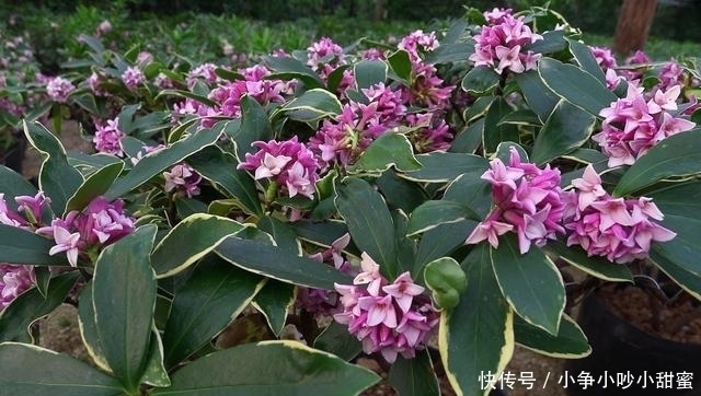种植|最适合庭院、屋顶绿化种植的植物，各月开花顺序整理，不收藏吗？