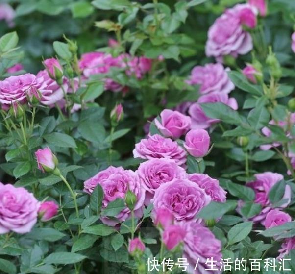 观赏价值|盘点8款经典的藤本月季,长势旺盛开花美,养一株开出花瀑布