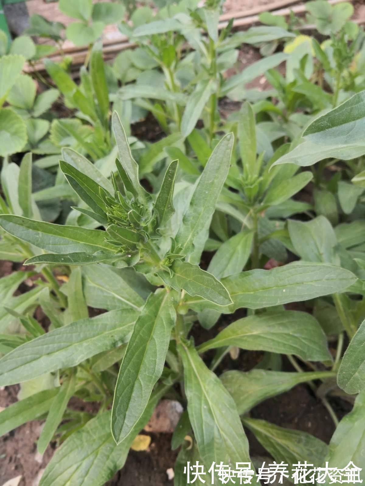 6种植物，是天然的染色剂，古代只有皇家才能用