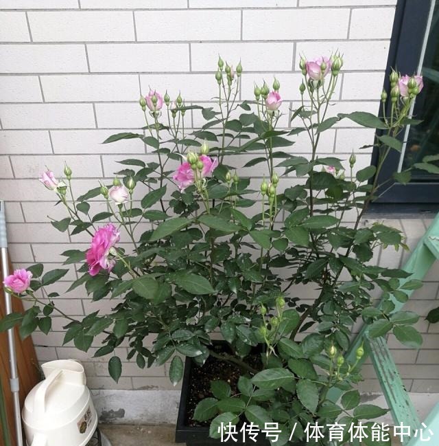 月季藏有“小开关”，长出“这种”枝条别乱剪，养2周花朵爆盆！