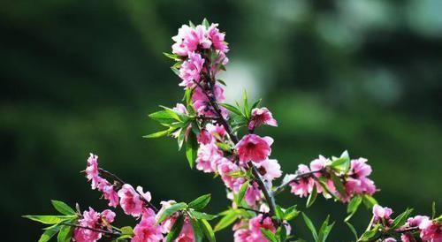 悲春伤秋|白居易一首桃花诗，表面上写花，实际上讲自己，读一次心疼一次