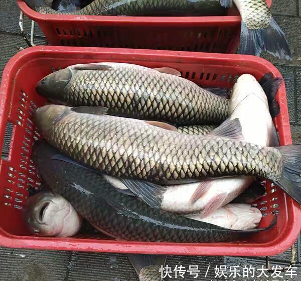 滑入|教你用草鱼做最好吃的啤酒鱼,鲜香嫩滑入味,满屋都是啤酒鱼