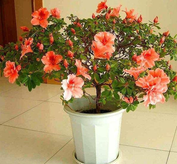 盆栽养殖云锦杜鹃,多注意4个要点,开花量大、色艳、香味浓郁