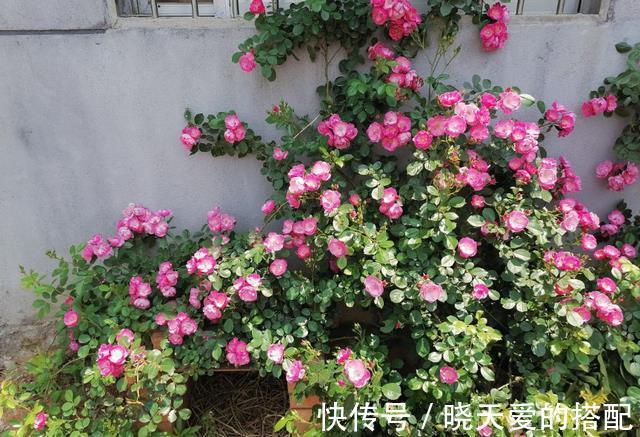 花友|适合新手的三款月季，花型饱满花期长，半封闭阳台也能种